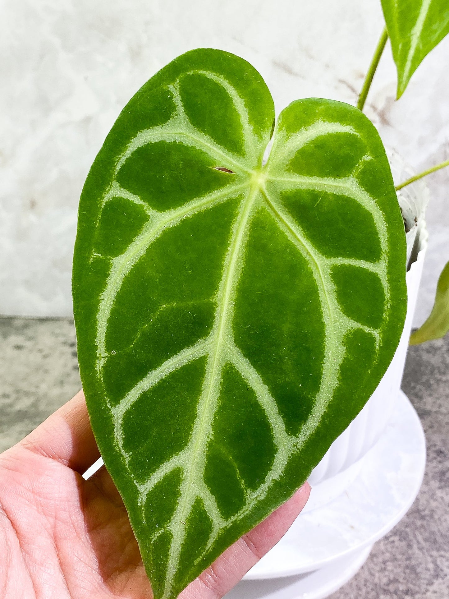 Anthurium magnificum radiante Rooted node