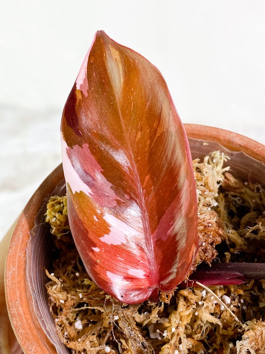 Philodendron  Red Anderson Rooting node Highly Variegated