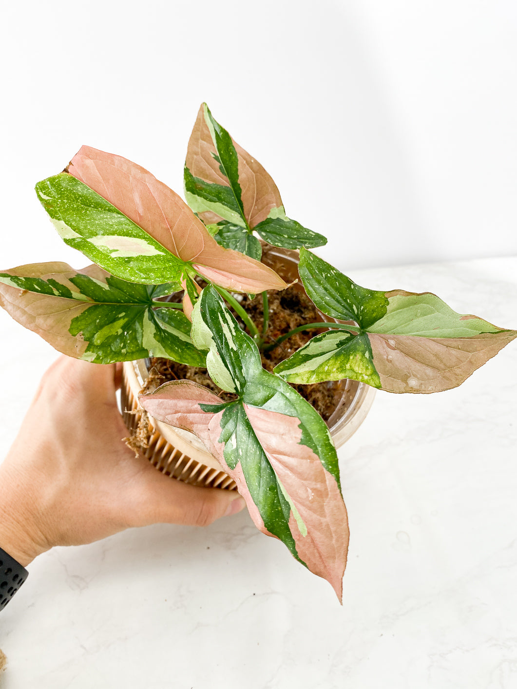 Grower Choice: Syngonium Red spot tricolor Slightly Rooted double node (leafless)
