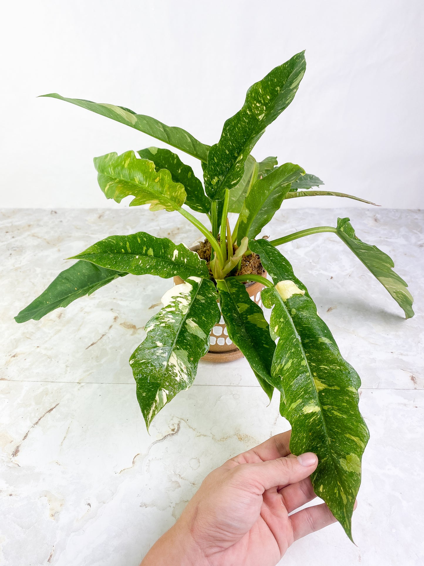 Growers choice: Philodendron  ring of fire single node rooted