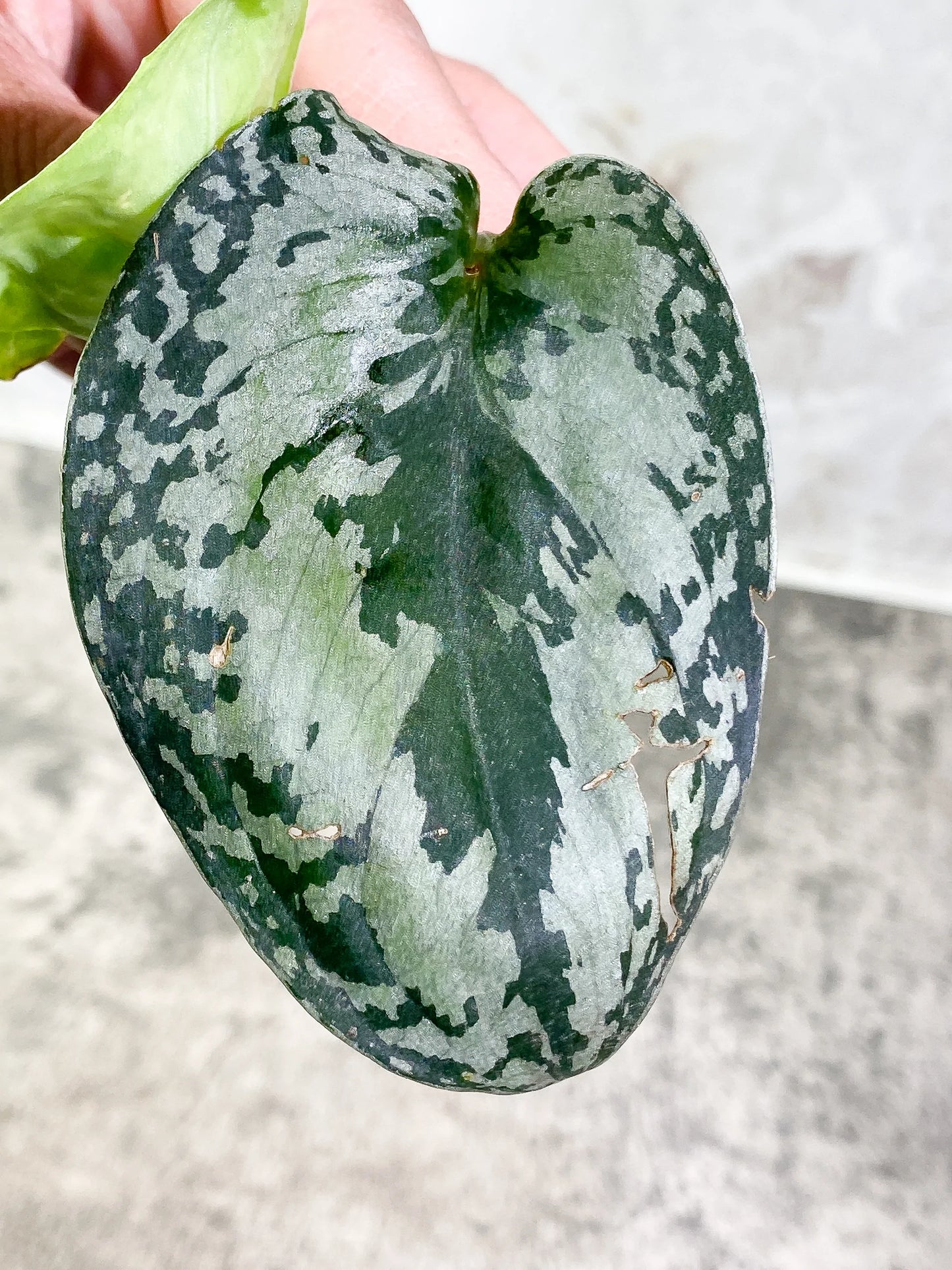 Scindapsus Silver Princess 1 leaf 1 growth point fully rooted