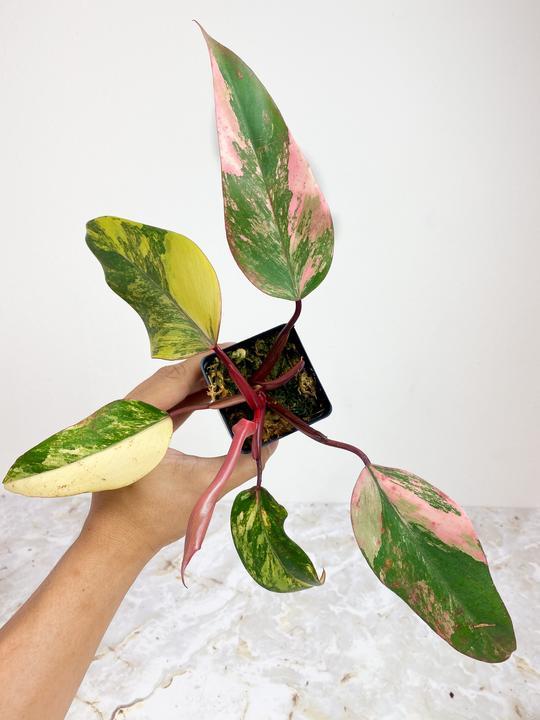 Philodendron Strawberry Shake  rooting Top Cutting