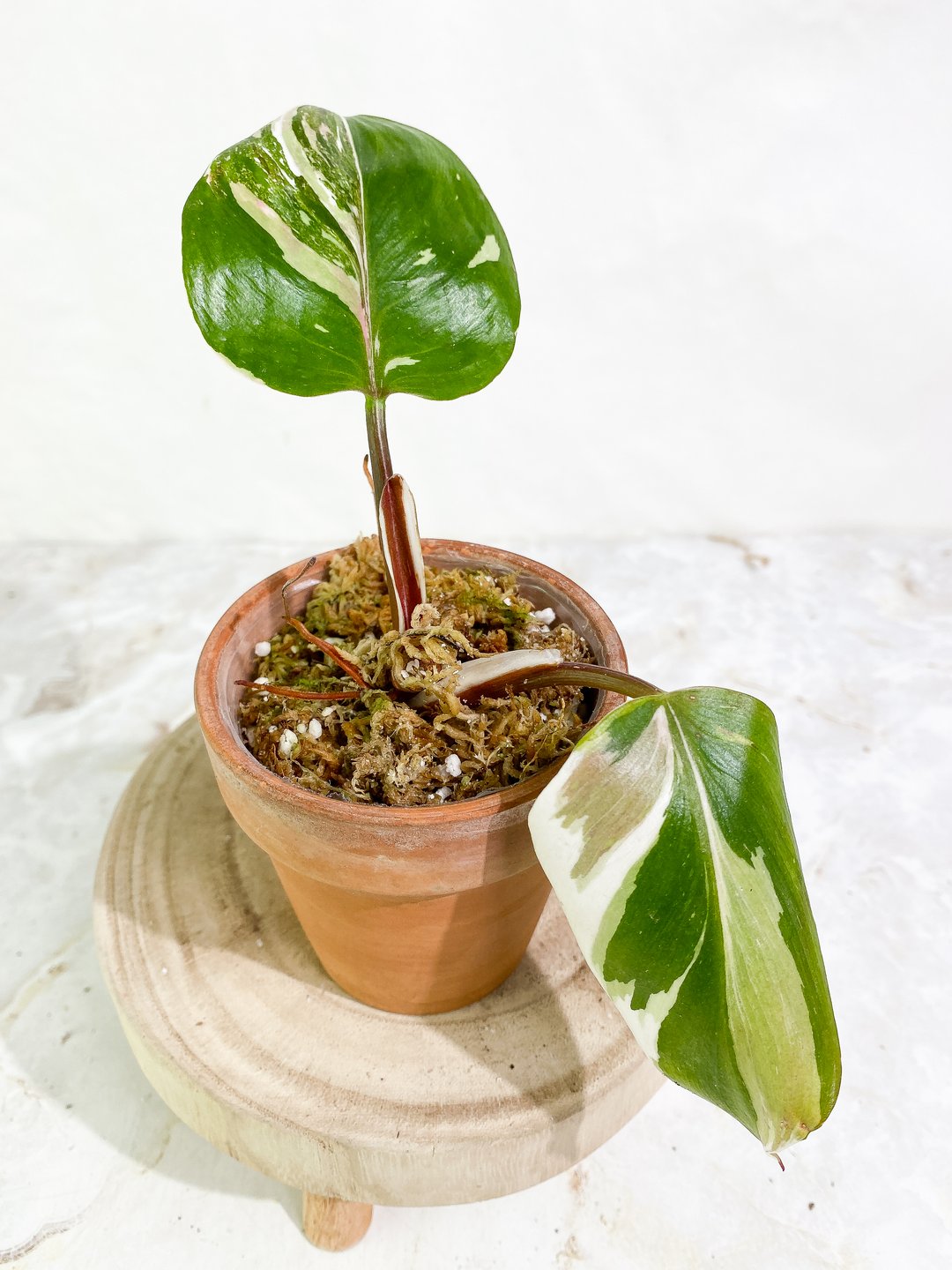 Philodendron white knight tricolor 1 sprout Slightly Rooted