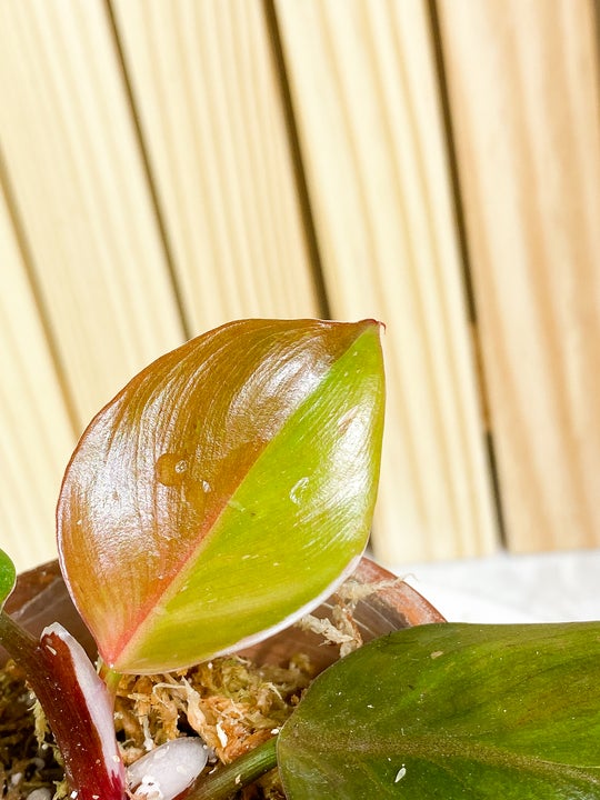 Philodendron white knight tricolor 2 sprouts Rooting double node