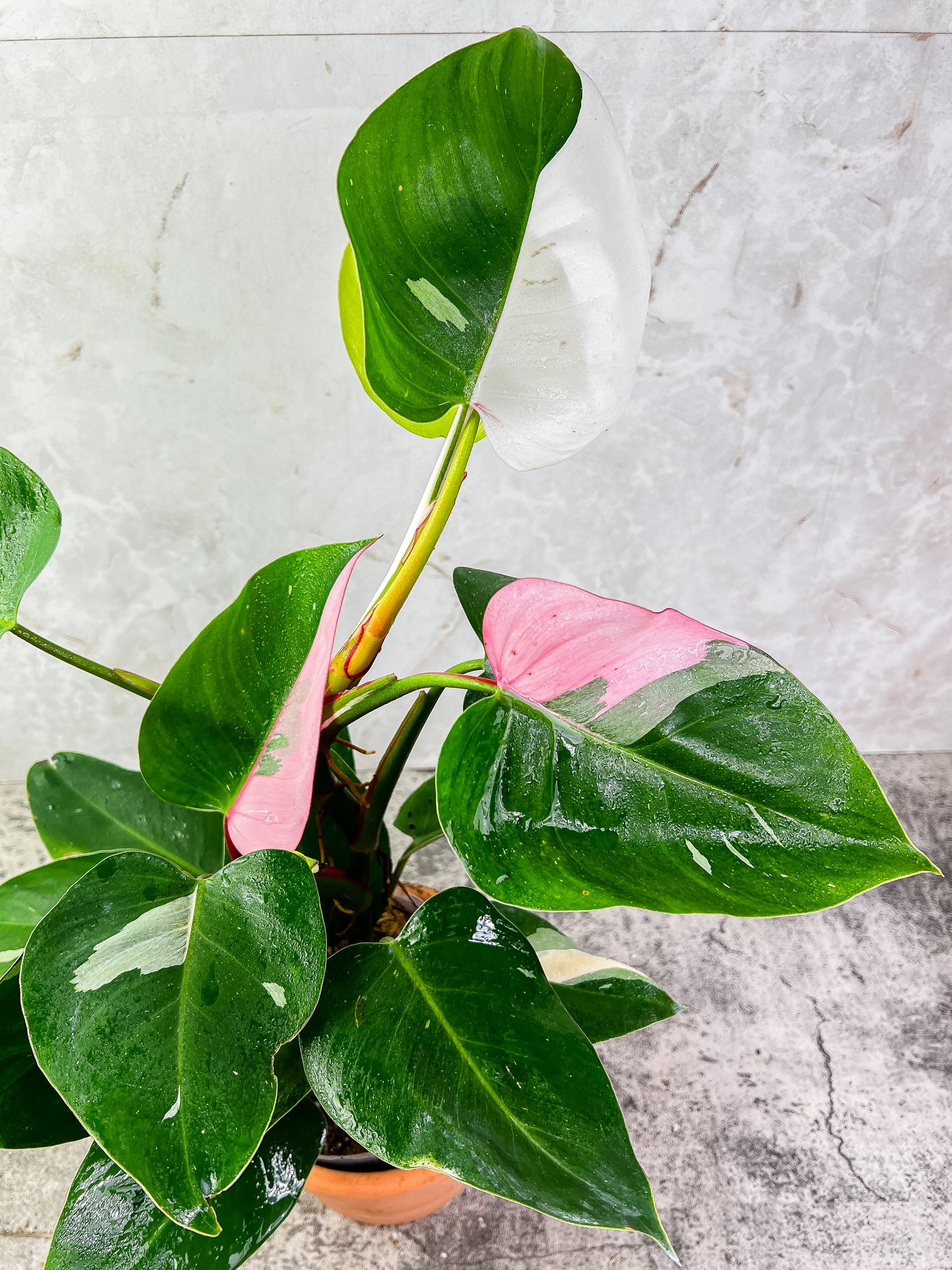 Grower Choice: Philodendron  White princess Tricolor node rooted. available 4