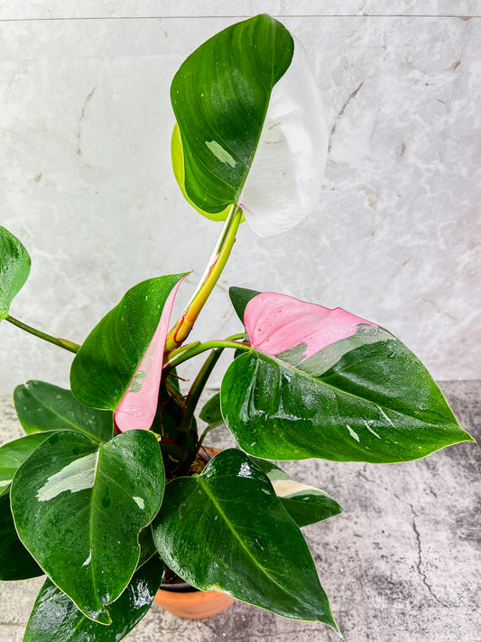 Philodendron White Princess Tricolor slightly rooted node 1 sprout