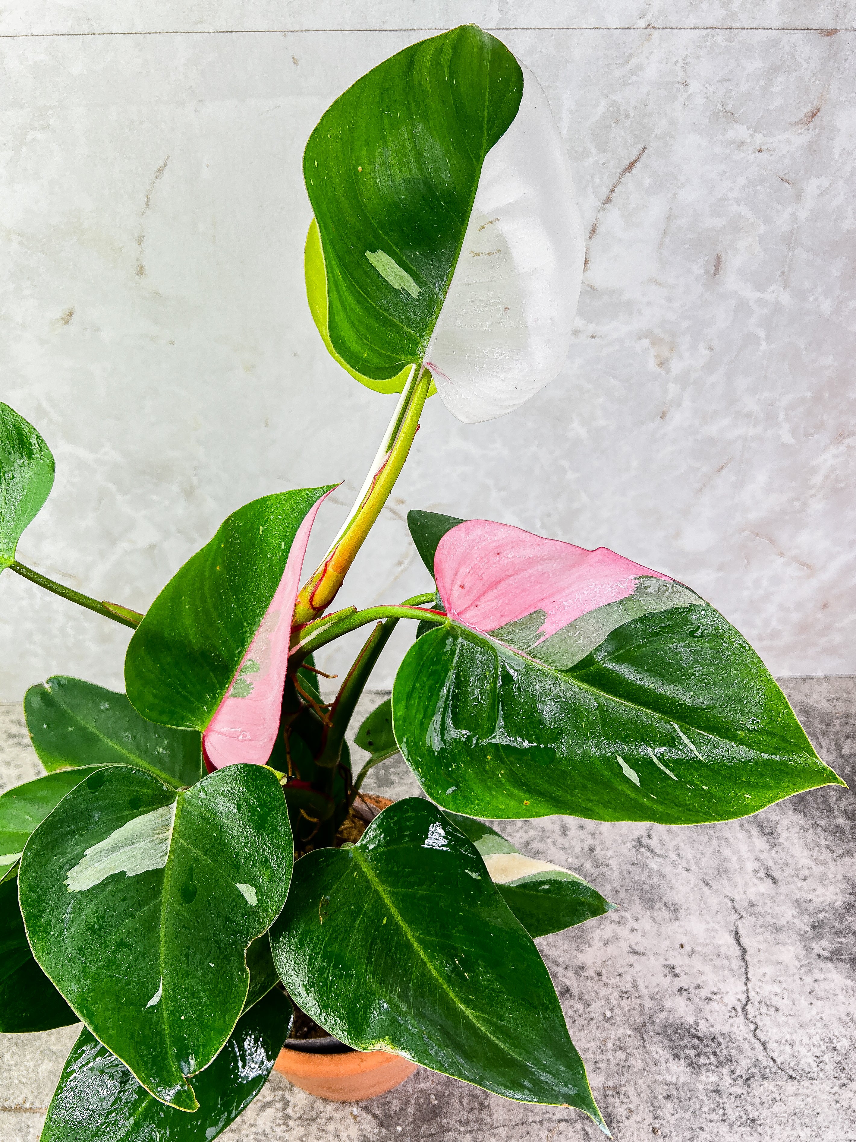 Philodendron White Princess tricolor Slightly Rooted node with 1 growing bud