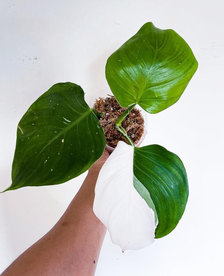 Grower Choice: Philodendron White Wizard Rooted node